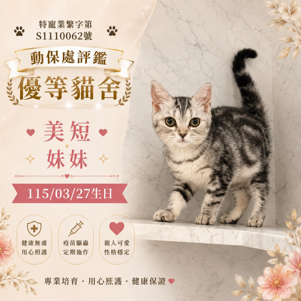美短妹妹