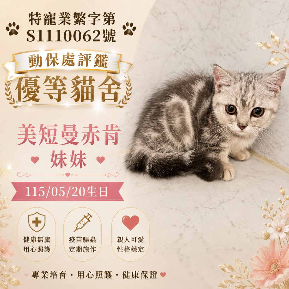 曼赤肯妹妹