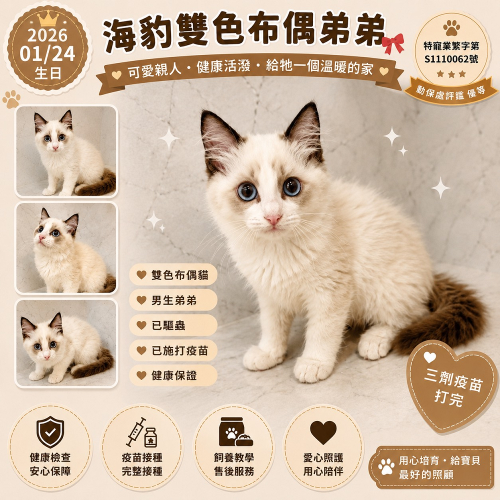 布偶弟弟